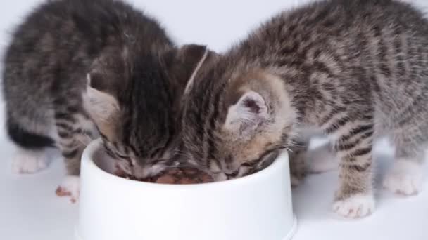4k小さな子猫のための新鮮な缶詰の猫の食べ物を食べる2つの縞模様の子猫を閉じます。白い背景にぬれた子猫の食べ物を宣伝 — ストック動画