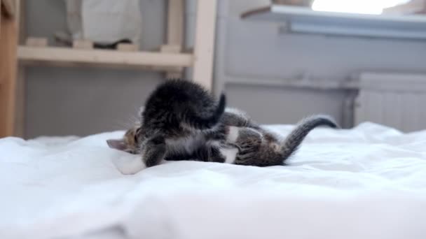 4k Due gattini giocherelloni a strisce che giocano insieme sul letto di casa. Sto guardando nella telecamera. Animali domestici e gatti domestici adorabili sani. — Video Stock