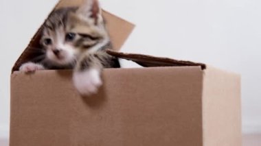 4K küçük kedi yavrusu karton kutudan çıkıyor. Meraklı komik çizgili kedi yavrusu. Kedi kutuda saklanıyor.