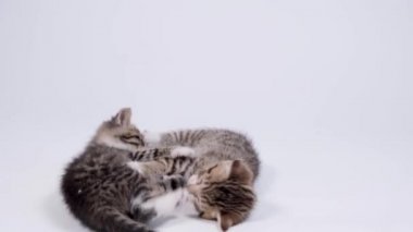 4k İki çizgili yavru kedi beyaz stüdyo arka planında birlikte oynuyor. Sağlıklı sevimli evcil hayvanlar ve kediler. 