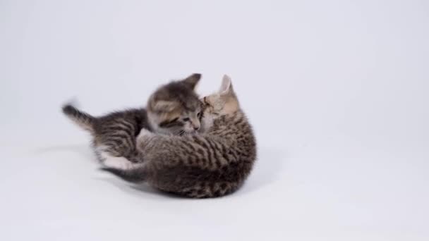 4k Deux petits chatons ludiques rayés jouant ensemble sur fond de studio blanc. Animaux domestiques et chats adorables en bonne santé. — Video