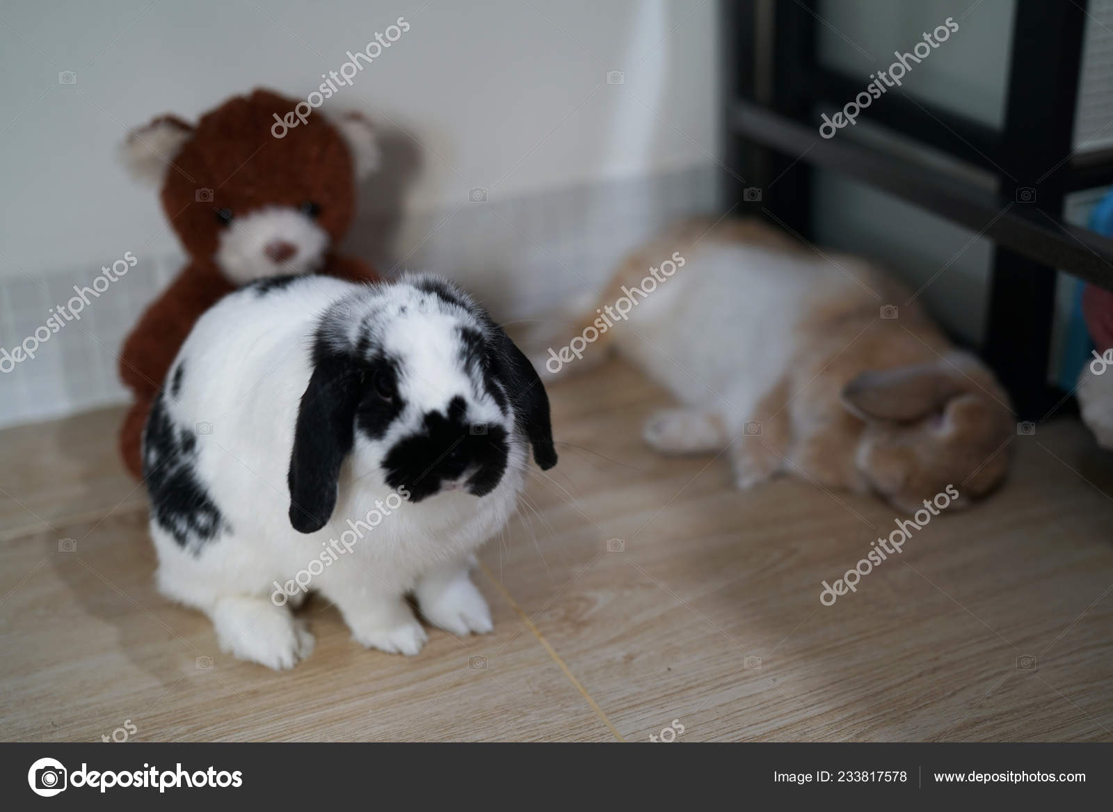 Rabbit Bunny Holland Lop Black White Brown Color Relax Floor Stock Photo C Alicebuddy 233817578