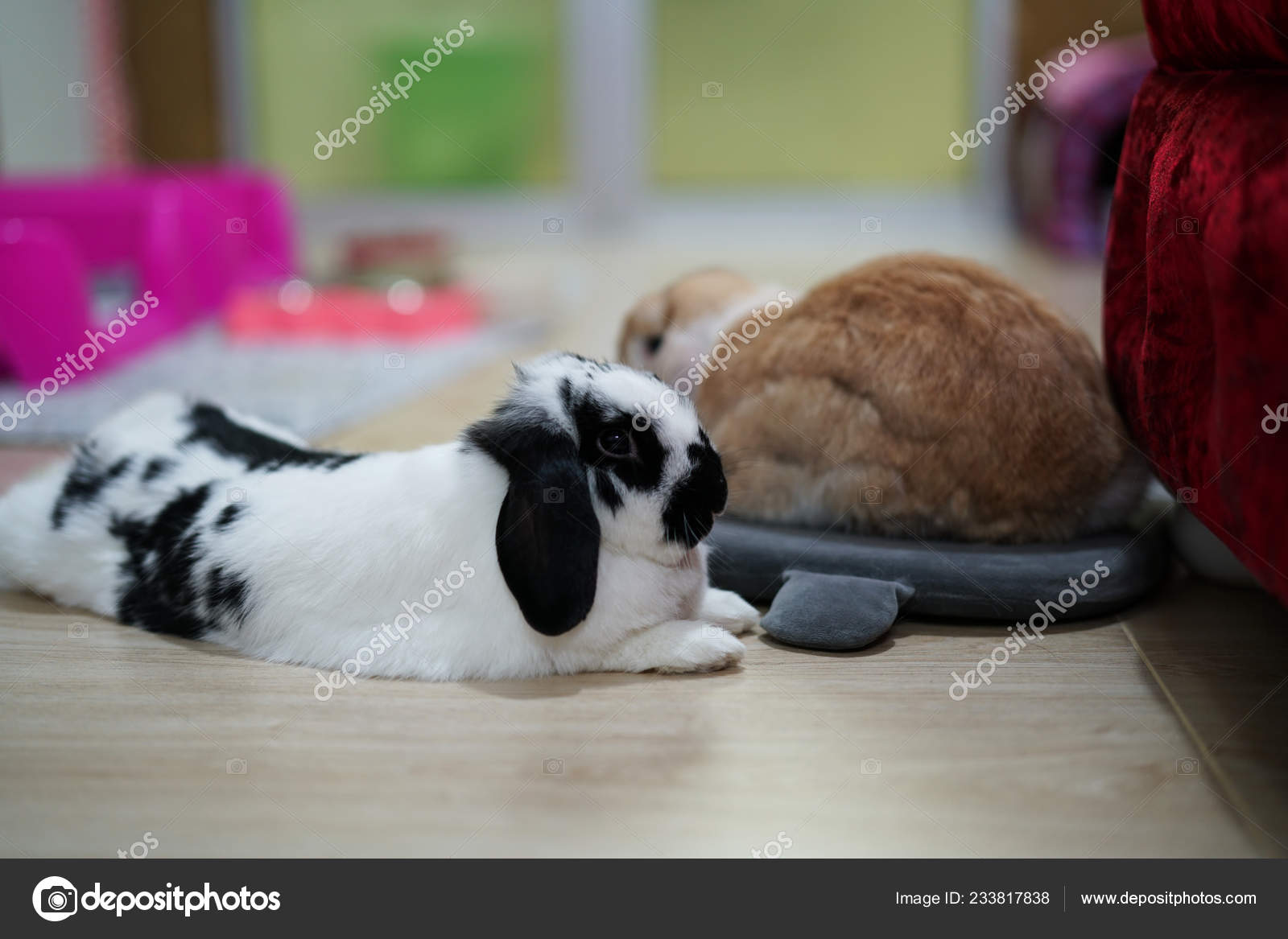 Rabbit Bunny Holland Lop Black White Brown Color Relax Floor Stock Photo C Alicebuddy 233817838