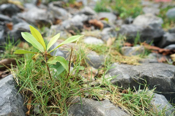 little plant grow up on the floor with many grass