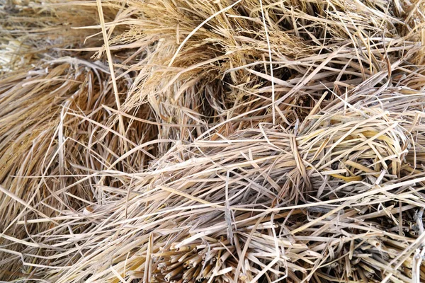Brrown dry rice straw in thailand background and texture