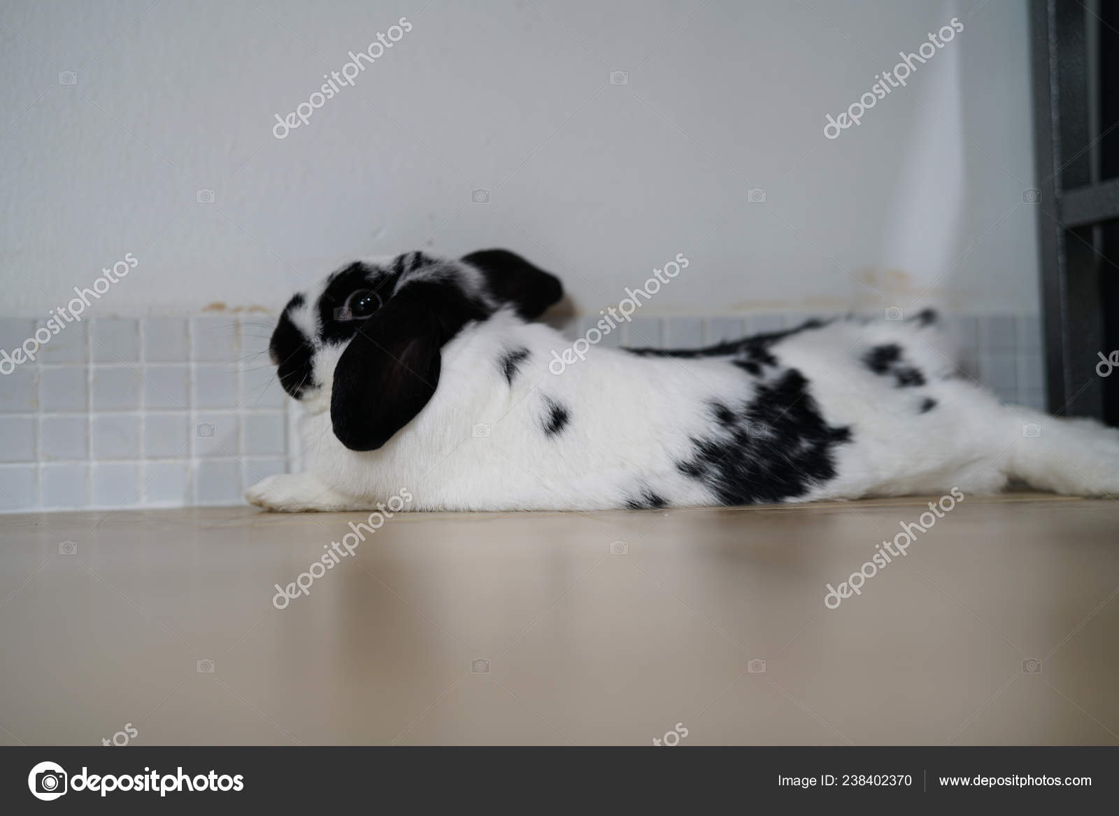 Holland Lop Rabbit Bunny Black White Color Action Looking Camera Stock Photo C Alicebuddy 238402370