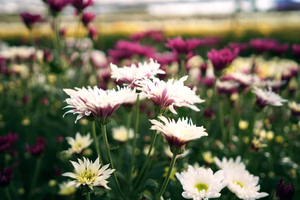 chrysanthemum flower multi color in the garden