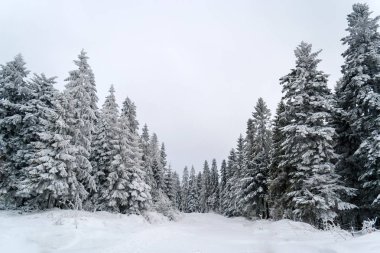 Grubunu Ladin Karpat Dağları, Ukrayna