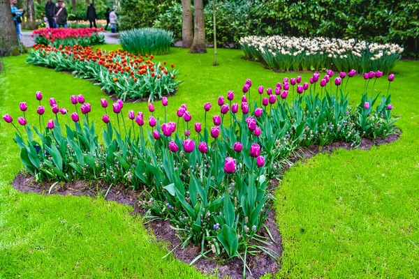 Tulipanes coloridos en Keukenhof, Países Bajos — Foto de Stock