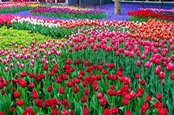 Tulipas coloridas no Keukenhof, Países Baixos — Fotografia de Stock