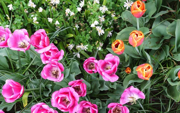 Colorful tulips at the Keukenhof, the Netherlands Stock Picture