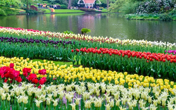 Kleurrijke tulpen in de Keukenhof, Nederland — Stockfoto