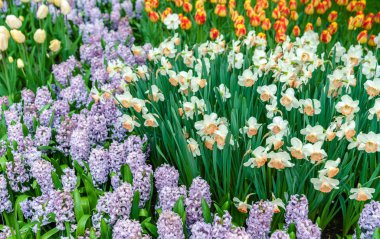 Keukenhof bahar bahçe, Hollanda, beyaz narcissuses.