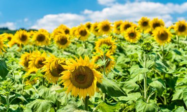 Merkezi Fransa'da bir alanda güzel ayçiçeği