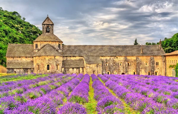 Senanque Abbey, önemli bir turizm Provence, Fransa