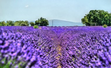 Provence, Fransa 'daki lavanta tarlası
