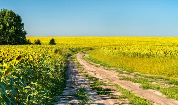Estrada de terra em um campo de girassol na Rússia — Fotografia de Stock
