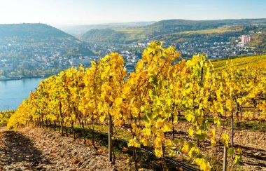 Rhine Gorge Almanya'da Rudesheim bağlar