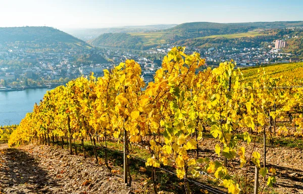 Vignobles de Rudesheim dans les gorges du Rhin en Allemagne — Photo