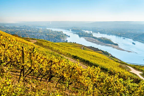 Winnice w Rüdesheim w dolinie środkowego Renu w Niemczech — Zdjęcie stockowe