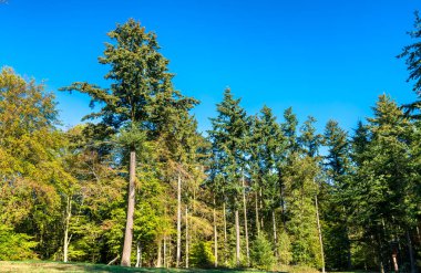 Eltz ormandaki - Rhineland-Palatinate, Almanya