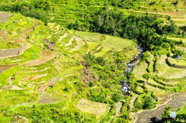 Banaue Pirinç Teras - Kuzey Luzon, Filipinler Unesco Dünya Mirası.