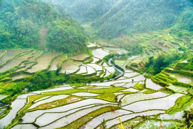 Banaue Rice Terraces yağmur altında. UNESCO Dünya Mirası Filipinler