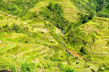 Banaue Pirinç Teras - Kuzey Luzon, Filipinler Unesco Dünya Mirası.