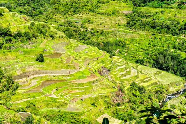 Banaue Rice Terrazas - Luzón septentrional, patrimonio mundial de la UNESCO en Filipinas . — Foto de Stock