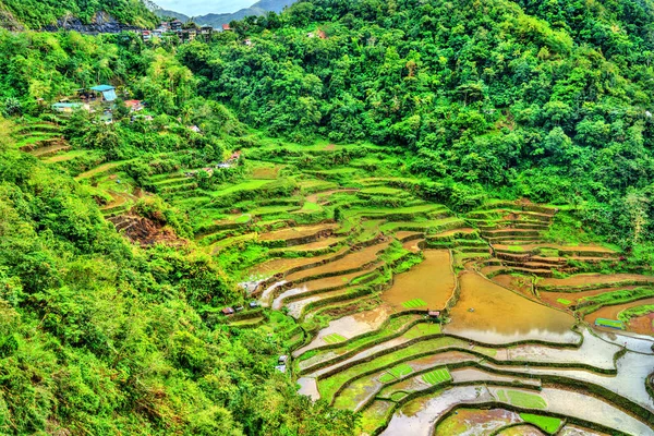 Bangaan risterrasser - Luzon, Filippinerna — Stockfoto