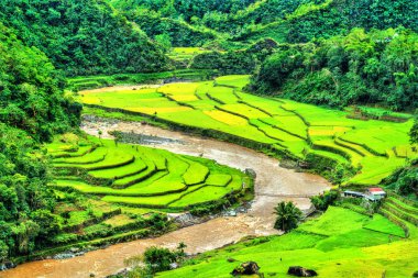 Mayoyao pirinç terasları, Unesco Dünya Mirası Ifugao, Filipinler