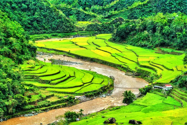 Mayoyao Rice terasy, seznam světového dědictví Unesco v Ifugao, Filipíny — Stock fotografie