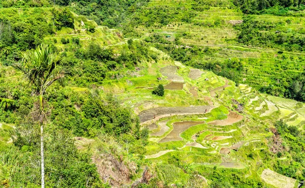 Banaue Rice Terraces - northern Luzon, UNESCO world heritage in Philippines. — Stock Photo, Image