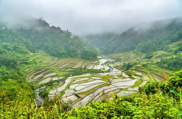 Banaue Reisterrassen im Regen. Unesco-Welterbe auf den Philippinen — Stockfoto
