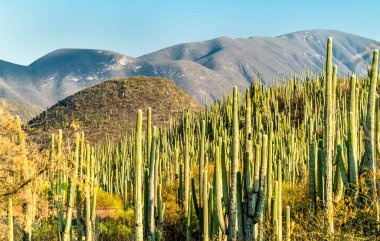 Meksika'da Tehuacan-Cuicatlan Biyosfer Rezervi