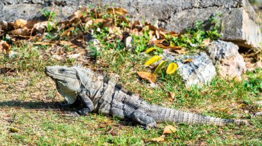 Güney Meksika'da Iguana