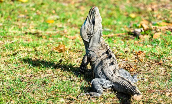 Iguana w Południowym Meksyku — Zdjęcie stockowe