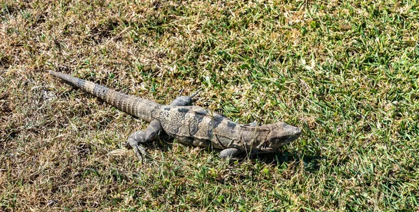 Iguana en la península de Yucatán en México — Foto de Stock