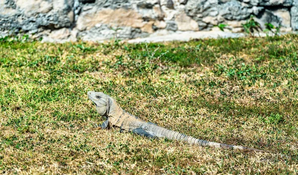 Iguana na półwyspie Jukatan w Meksyku — Zdjęcie stockowe