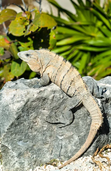 Iguana na półwyspie Jukatan w Meksyku — Zdjęcie stockowe