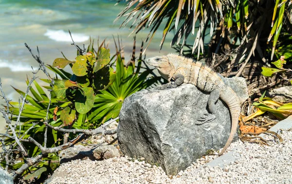 Iguana na półwyspie Jukatan w Meksyku — Zdjęcie stockowe