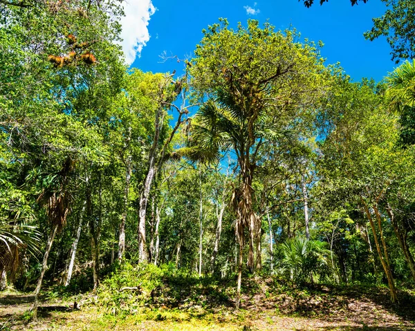 Selva tropical en el Parque Nacional Tikal en Guatemala — Foto de Stock