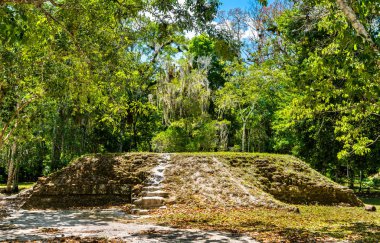 Guatemala Tikal antik Maya kalıntıları