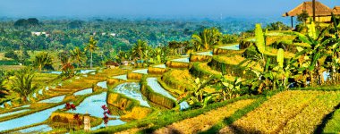 Jatiluwih Pirinç Terasları Bali, Endonezya