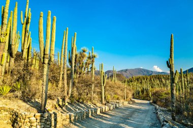 Meksika'da Tehuacan-Cuicatlan Biyosfer Rezervi
