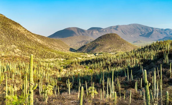 Tehuacan-Cuicatlan rezerwat biosfery w Meksyku — Zdjęcie stockowe