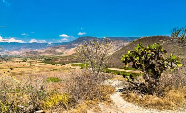 Meksika 'daki Yagul arkeoloji sahasında kaktüsler