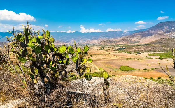 stock image Cactuses at the Yagul archaeological site in Mexico