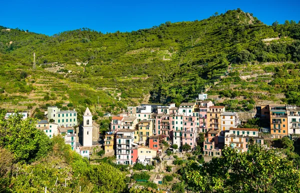 Manarola Village en el Cinque Terre en Italia — Foto de Stock