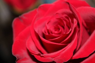 Kırmızı gül tomurcuğu çiçek açması